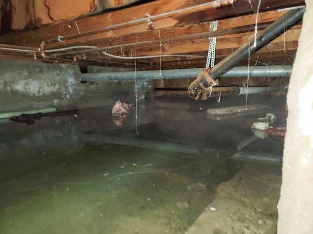 Best Water damage contractors near me  in Mountain Lake Park, MD